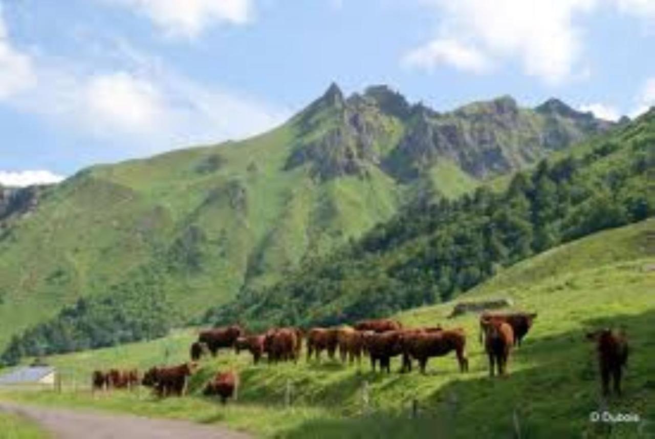 Tulipe, Appartement 5 Personnes, Entre Sancy Et Volcans D'Auvergne Orcival Extérieur photo